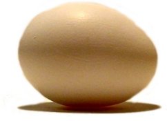 egg
