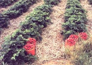 berry-mulch