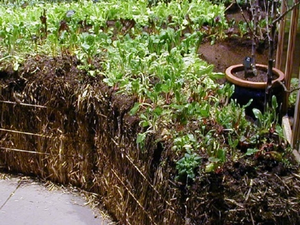 Strawbale Gardening
