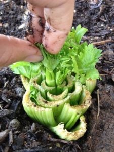 regrowing celery from celery