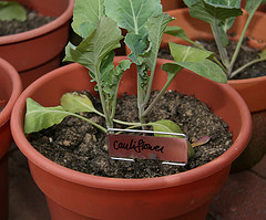 Container Garden!